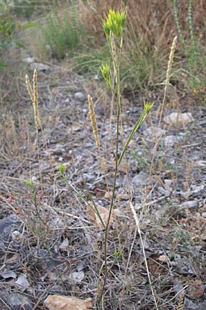 Bupleurum veronense \ Verona-Hasenohr / Verona Hare's Ear, Kroatien/Croatia &Scaron;ibenik 2.6.2008