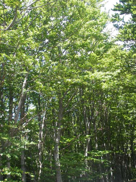 Fagus sylvatica \ Rot-Buche / Beech, Kroatien/Croatia Velebit Oltare 30.6.2010