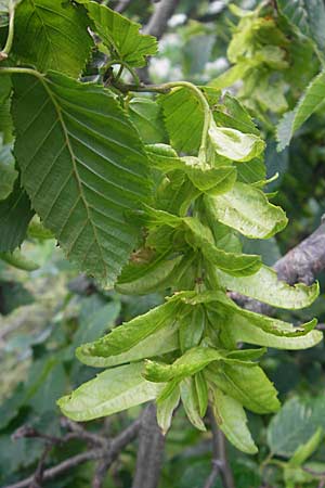 Carpinus betulus \ Hain-Buche, Wei-Buche / Hornbeam, Kroatien/Croatia Plitvička 30.6.2010
