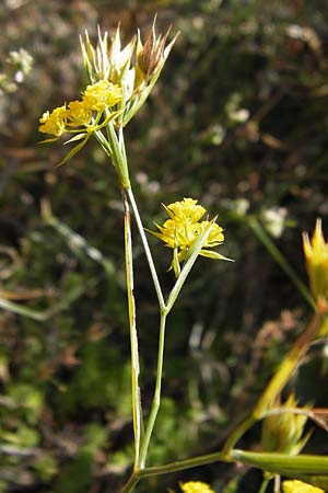 Bupleurum veronense \ Verona-Hasenohr / Verona Hare's Ear, Kroatien/Croatia Sveti Juray 18.8.2016