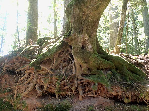 Fagus sylvatica \ Rot-Buche / Beech, Kroatien/Croatia Risnjak 14.8.2016