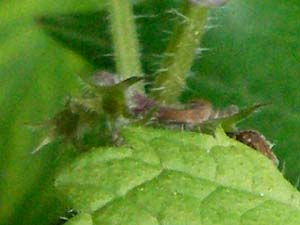 Glechoma hirsuta \ Behaarter Gundermann / Hairy Ground-Ivy, Kroatien/Croatia Velebit 1.6.2006