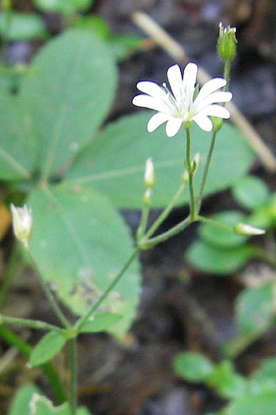 Cerastium subtriflorum \ Isonzo-Hornkraut, Armbl&uuml;tiges Hornkraut / Slovenian Mouse-Ear, Kroatien/Croatia Medvednica 1.8.2011