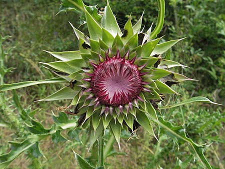 Carduus nutans \ Nickende Distel / Musk Thistle, Kroatien/Croatia Istrien/Istria, Limski Fjord 29.5.2006