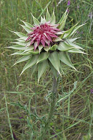 Carduus nutans \ Nickende Distel / Musk Thistle, Kroatien/Croatia Istrien/Istria, Bale 29.5.2006
