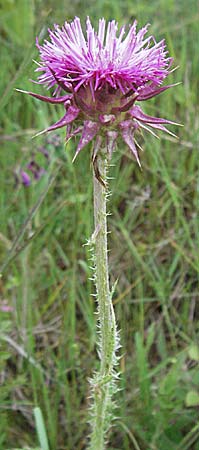 Carduus nutans \ Nickende Distel / Musk Thistle, Kroatien/Croatia Istrien/Istria, Premantura 30.5.2006