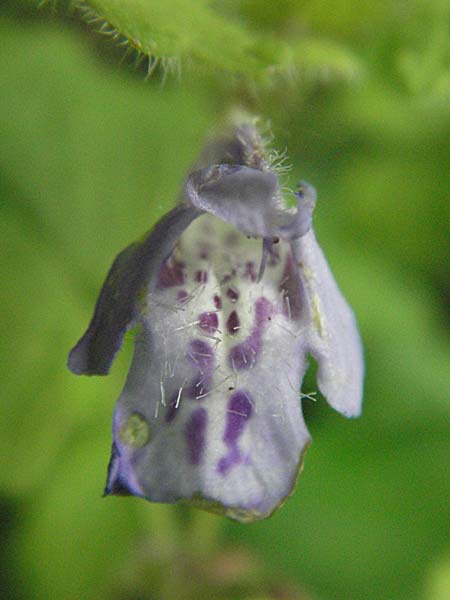 Glechoma hirsuta \ Behaarter Gundermann / Hairy Ground-Ivy, Kroatien/Croatia Velebit 1.6.2006
