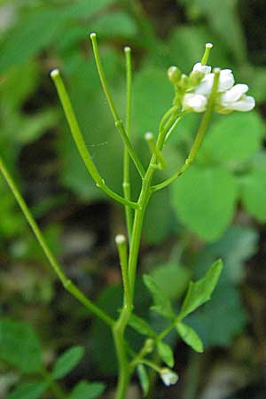 Cardamine flexuosa \ Wald-Schaumkraut / Wavy Bitter-Cress, Kroatien/Croatia Medvednica 5.6.2006