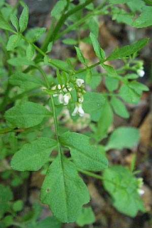 Cardamine flexuosa \ Wald-Schaumkraut / Wavy Bitter-Cress, Kroatien/Croatia Medvednica 5.6.2006