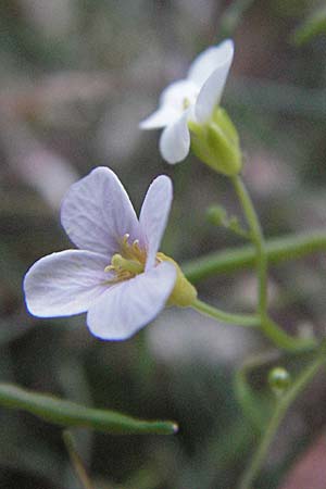 Arabidopsis croatica \ Kroatische SchaumkresseSchaumkresse / Croatian Rock-Cress, Kroatien/Croatia Velebit 17.7.2007