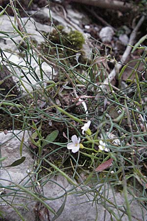 Arabidopsis croatica \ Kroatische SchaumkresseSchaumkresse / Croatian Rock-Cress, Kroatien/Croatia Velebit 17.7.2007