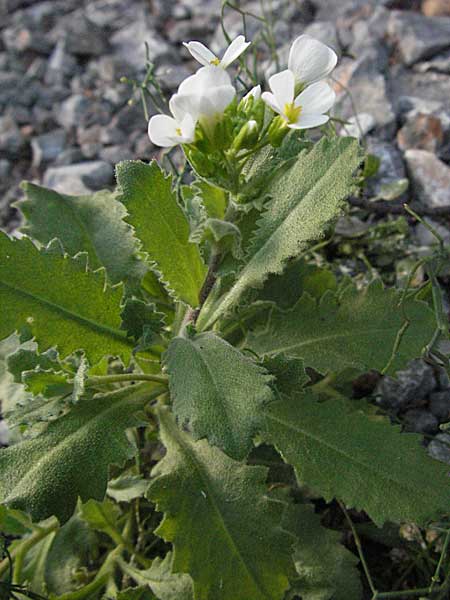 Arabis alpina subsp. caucasica \ Kaukasische Gnsekresse / Wall Rock-Cress, Kroatien/Croatia Velebit 17.7.2007