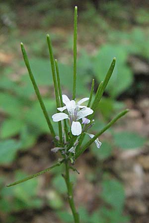 Cardamine chelidonia \ Sch&ouml;llkraut-Zahnwurz / Celandine Bitter-Cress, Kroatien/Croatia Plitvička 19.7.2007