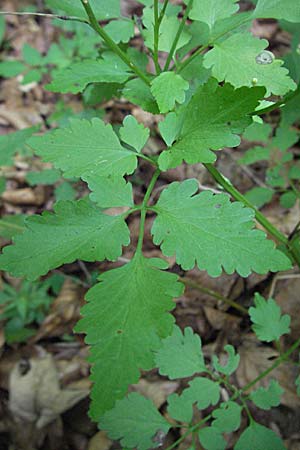 Cardamine chelidonia \ Sch&ouml;llkraut-Zahnwurz / Celandine Bitter-Cress, Kroatien/Croatia Plitvička 19.7.2007