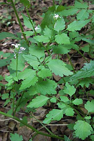 Cardamine chelidonia \ Sch&ouml;llkraut-Zahnwurz / Celandine Bitter-Cress, Kroatien/Croatia Plitvička 19.7.2007