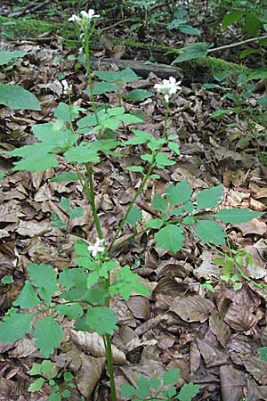 Cardamine chelidonia \ Sch&ouml;llkraut-Zahnwurz / Celandine Bitter-Cress, Kroatien/Croatia Plitvička 19.7.2007