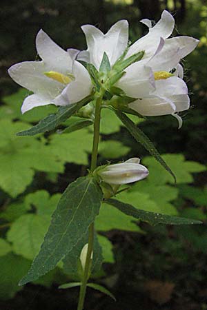Campanula trachelium \ Nesselblttrige Glockenblume / Nettle-Leaved Bellflower, Kroatien/Croatia Plitvička 19.7.2007