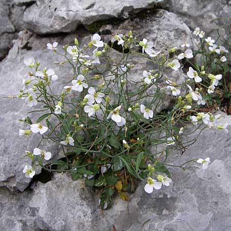 Arabidopsis croatica \ Kroatische SchaumkresseSchaumkresse / Croatian Rock-Cress, Kroatien/Croatia Velebit Zavizan 4.6.2008