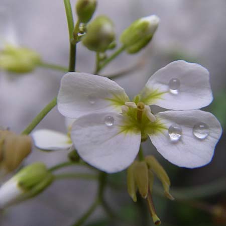 Arabidopsis croatica \ Kroatische SchaumkresseSchaumkresse / Croatian Rock-Cress, Kroatien/Croatia Velebit Zavizan 4.6.2008