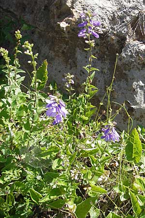 Campanula bononiensis \ Bologneser Glockenblume, Filz-Glockenblume / Pale Bellflower, European Bellflower, Kroatien/Croatia Senj 29.6.2010