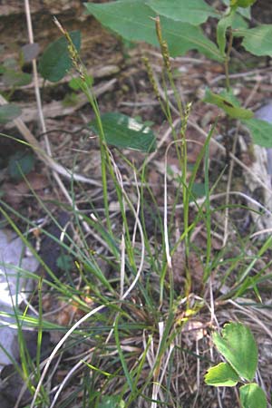 Carex sempervirens \ Horst-Segge, Immergrne Segge / Evergreen Sedge, Kroatien/Croatia Velebit Zavizan 30.6.2010
