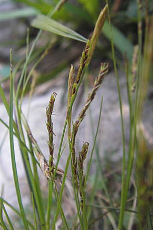 Carex sempervirens \ Horst-Segge, Immergrne Segge / Evergreen Sedge, Kroatien/Croatia Velebit Zavizan 30.6.2010