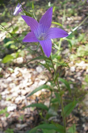 Campanula patula \ Wiesen-Glockenblume / Spreading Bellflower, Kroatien/Croatia Medvednica 1.7.2010