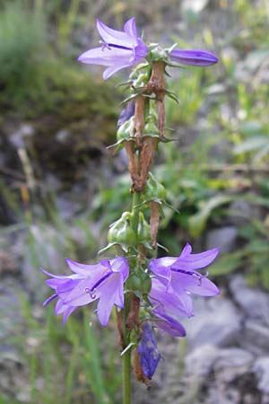 Campanula rapunculoides \ Acker-Glockenblume / Creeping Bellflower, Kroatien/Croatia Velebit 18.8.2016