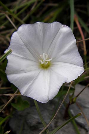 Convolvulus arvensis \ Acker-Winde / Field Bindweed, Kroatien/Croatia Velebit Zavizan 19.8.2016