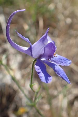 Delphinium consolida subsp. consolida \ Feld-Rittersporn / Forking Larkspur, Kroatien/Croatia Sveti Juray 18.8.2016