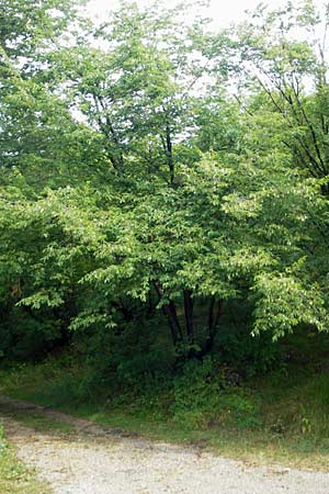 Ostrya carpinifolia \ Hopfen-Buche / Hop Hornbeam, Kroatien/Croatia Učka 18.7.2010