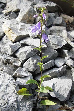 Campanula bononiensis \ Bologneser Glockenblume, Filz-Glockenblume / Pale Bellflower, European Bellflower, Kroatien/Croatia Velebit 18.8.2016