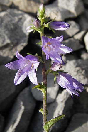 Campanula bononiensis \ Bologneser Glockenblume, Filz-Glockenblume / Pale Bellflower, European Bellflower, Kroatien/Croatia Velebit 18.8.2016