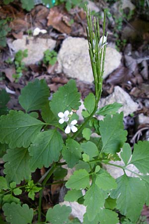 Cardamine chelidonia \ Sch&ouml;llkraut-Zahnwurz / Celandine Bitter-Cress, Kroatien/Croatia Plitvička 1.6.2008