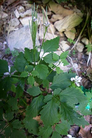 Cardamine chelidonia \ Sch&ouml;llkraut-Zahnwurz / Celandine Bitter-Cress, Kroatien/Croatia Plitvička 1.6.2008