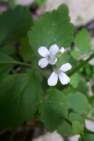 Cardamine chelidonia \ Sch&ouml;llkraut-Zahnwurz / Celandine Bitter-Cress, Kroatien/Croatia Plitvička 1.6.2008
