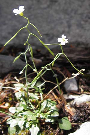 Arabidopsis croatica \ Kroatische SchaumkresseSchaumkresse / Croatian Rock-Cress, Kroatien/Croatia Velebit 19.8.2016