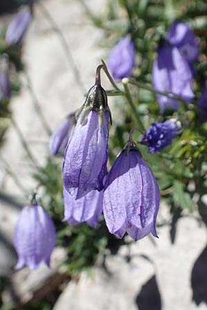 Campanula cespitosa \ Rasen-Glockenblume / Carpet Bellflower, Kroatien/Croatia Risnjak 14.8.2016