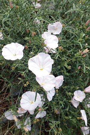Convolvulus cantabrica \ Kantabrische Winde / Southern Bindweed, Kroatien/Croatia Velebit 19.8.2016