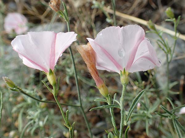Convolvulus cantabrica \ Kantabrische Winde / Southern Bindweed, Kroatien/Croatia Velebit 19.8.2016