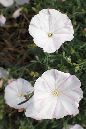 Convolvulus cantabrica \ Kantabrische Winde / Southern Bindweed, Kroatien/Croatia Velebit 19.8.2016