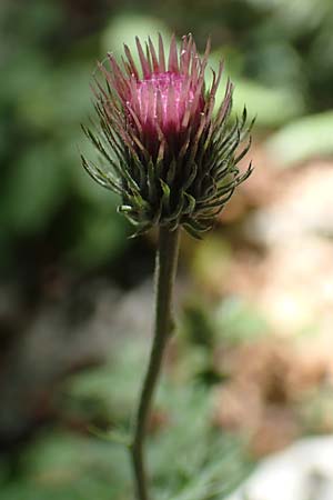 Carduus defloratus \ Alpen-Distel / Alpine Thistle, Kroatien/Croatia Risnjak 14.8.2016
