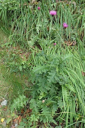 Carduus defloratus \ Alpen-Distel / Alpine Thistle, Kroatien/Croatia Risnjak 14.8.2016