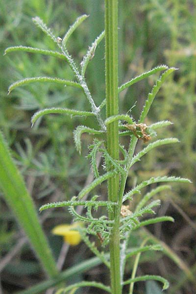 Crupina crupinastrum \ Echter Schlupfsame / False Saw Wort, Kroatien/Croatia Istrien/Istria, Bale 29.5.2006