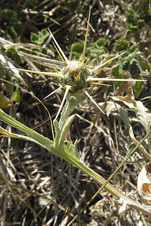 Centaurea solstitialis \ Sonnwend-Flockenblume / Yellow Star Thistle, Kroatien/Croatia Istrien/Istria, Gračišće 15.7.2007