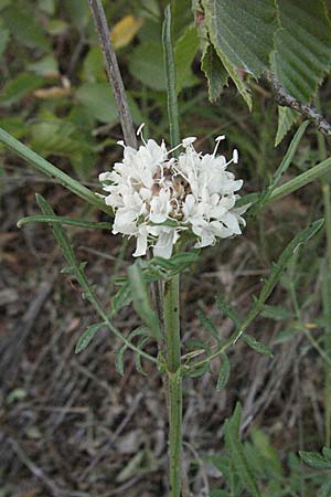 Cephalaria leucantha \ Wei&szlig;er Schuppenkopf / Yellow Scabiosa, Kroatien/Croatia Istrien/Istria, Grači&scaron;će 15.7.2007