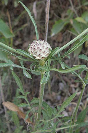 Cephalaria leucantha \ Wei&szlig;er Schuppenkopf / Yellow Scabiosa, Kroatien/Croatia Istrien/Istria, Grači&scaron;će 15.7.2007