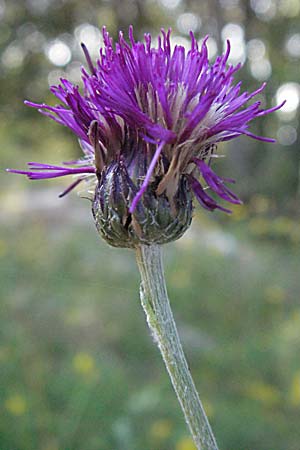 Cirsium pannonicum \ Ungarische Kratzdistel / Hungarian Thistle, Kroatien/Croatia Istrien/Istria, Grači&scaron;će 15.7.2007