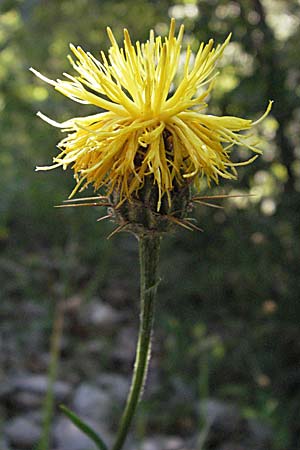 Centaurea rupestris \ Felsen-Flockenblume / Rock Knapweed, Kroatien/Croatia Istrien/Istria, Grači&scaron;će 15.7.2007
