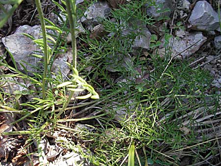 Centaurea rupestris \ Felsen-Flockenblume / Rock Knapweed, Kroatien/Croatia Istrien/Istria, Grači&scaron;će 15.7.2007